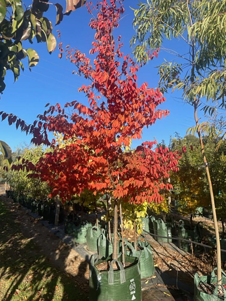 Zelkova serrata &