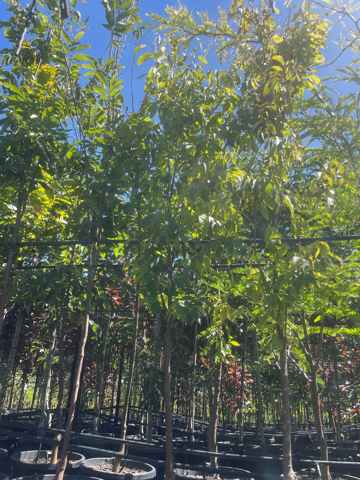 Zelkova serrata &