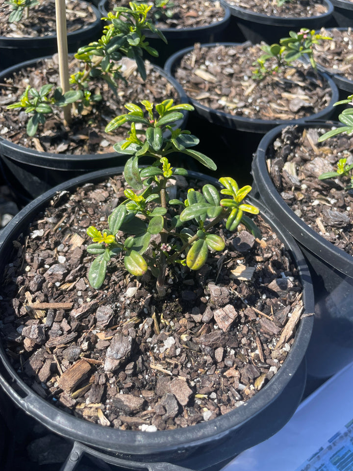 Zieria prostrata for sale Adelaide Plant Co