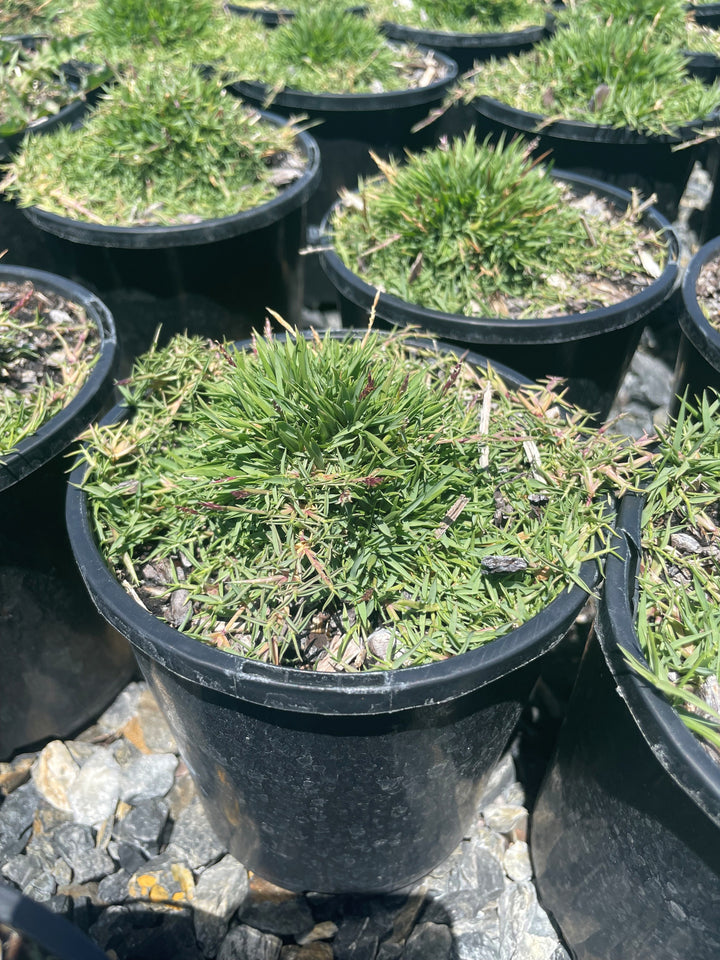 Zoysia tennifolia 140mm Pot for sale Adelaide Plant Co